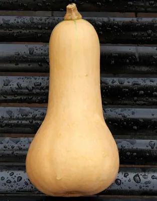 Produktbild von Butternut Moschuskürbis - 10 Samen