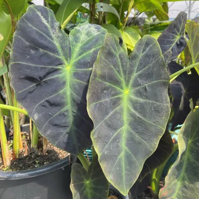 Produktbild von Colocasia illustris - Elefantenohr - Taro  Gr. 20-22