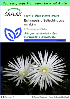 Immagine prodotto di SAFLAX Garden to go - Echinopsis o Setiechinopsis mirabilis - 40 semi - Echinopsis