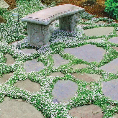Immagine prodotto di 6 x Bianchetto strisciante - Nierembergia repens | vaso 9cm x 9cm