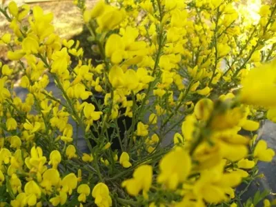 Produktbild von Cytisus beanii Osiris  - duftender Kriechginster Osiris 20-30