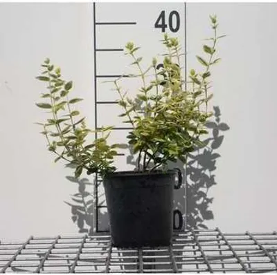 Imagen del producto de Euonymus fortunei 'Emerald 'n Gold' - Arbusto de hojas perennes, altura de 15-20 cm, en maceta