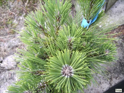 Produktbild von Pinus thunbergii Banshosho - japanische Schwarzkiefer Banshosho - 30-40cm