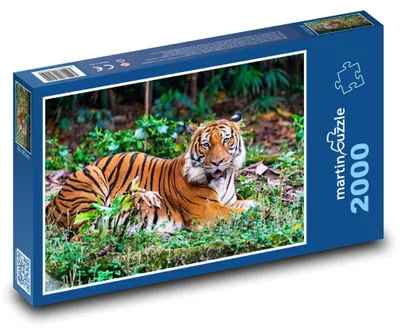 Obrázok produktu pre Puzzle 2000 Tiger - dravec v prírode - martinpuzzle