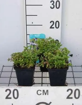Zdjęcie produktu dla 6 x Mentha pulegium - mięta poleska - doniczka 9 x 9 cm