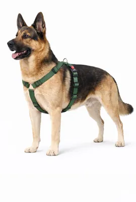 Immagine prodotto di Imbracatura per cani - Modello H - Taglia XL - 70-110 cm / 85-120 cm - 25 mm - Nero