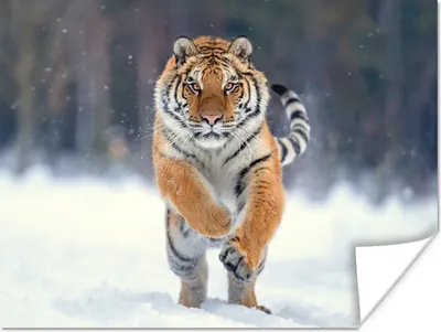 Produktbild von MuchoWow® Poster Tiger - Landschaft - Schnee - Tiere 160x120 cm - Foto Plakat