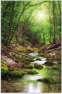 Produktbild von Wallario Wandbild Fluss im Wald, Größe: 61 x 91,50 cm, Poster mit weißem Aluminiumrahmen