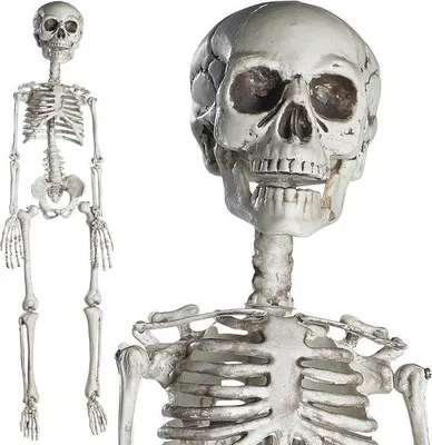 Obrázek produktu pro Realistická pohyblivá kostra, vhodná do interiéru i exteriéru, halloweenská dekorace