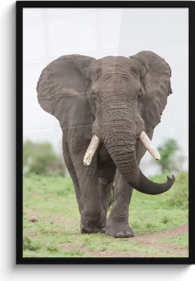Produktbild von MuchoWow® MuchoWow® Gerahmtes Poster Elefant - Tiere - Gras - Natur 60x90 cm - Poster mit zchwarzem Bilderrahmen - Kunst