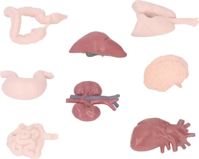 Image de Modèle d'organe humain, simulation, anatomie du corps, outil d'apprentissage, cerveau, cœur, poumons, foie, estomac, reins pour l'enseignement