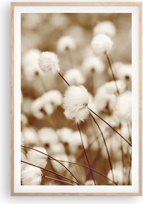Produktbild von Gerahmtes Poster - Rahmen in heller Eiche - Baumwolle Boho Wollig - 61x91,5 cm - Wand Bild - Wanddeko - Wandbilder - Kunstposter - Wandposter - Bilderrahmen - Bilder - Kunstdruck - P2NPA61x91-4850