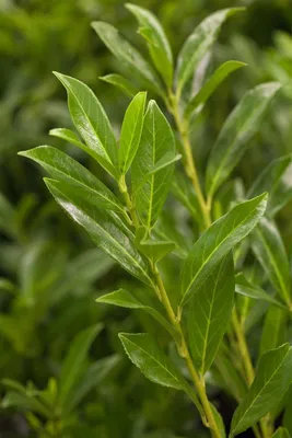 Prunus laurocerasus 'Caucasica'  Kirschlorbeer Stmmchen