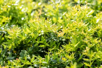 Produktbild von Berberis frikartii 'Verrucandi', Berberitze, 30–40 cm
