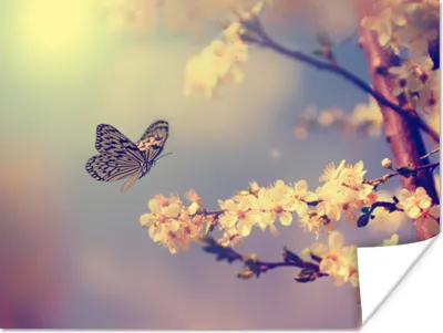 Produktbild von MuchoWow® Poster Schmetterlinge - Blüte - Zweig - Baum 40x30 cm - Plakate für die Wände - Poster Wohnzimmer