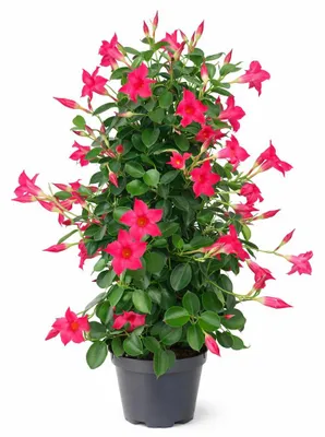 Produktbild von Mandevilla Dipladenia - Trichterblüte - Pyramidenform - 17cm Topf - ca. 65-70cm - rosa