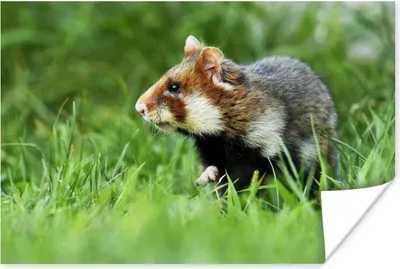 Produktbild von MuchoWow® Poster Hamster läuft vorsichtig durch ein Grasfeld 90x60 cm - Schlafzimmer