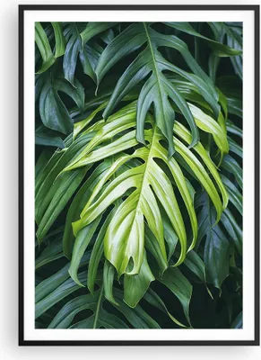 Produktbild von Gerahmtes Poster - Schwarzer Rahmen - Blume Natur - 70x100 cm - Wand Bild - Wanddeko - Wandbilder - Kunstposter - Wandposter - Bilderrahmen - Bilder - Kunstdruck - Wandbild - P2BPA70x100-3951