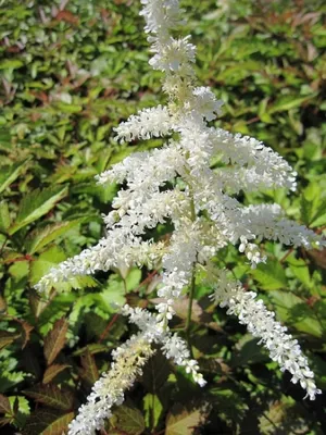 Produktbild von Prachtspiere Deutschland - Astilbe japonica Deutschland