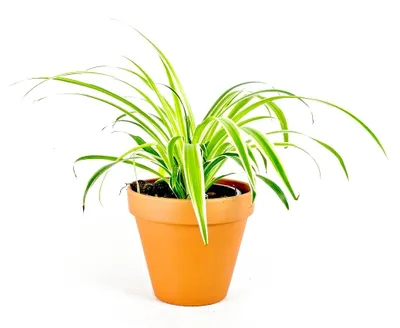 Obrázek produktu pro Gardners Chlorophytum Comosum, průměr 11-12 cm