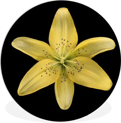 Produktbild von MuchoWow® Rundes Wandbild - Runde Bilder Eine gelbe Lilienblüte auf schwarzem Hintergrund Ø 30 cm Kreis Wanddekoration Kunststoff - Wandkreis - Wandschmuck - Schlafzimmer - Bilder - Der Kreis - Kunst für die Wohnung - Plastik - Kunstdruck - Wandbild