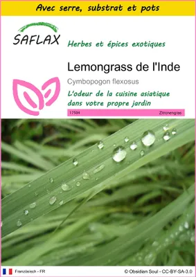 Image de SAFLAX Ensemble de culture - Lemongrass de l'Inde - 50 graines - Cymbopogon