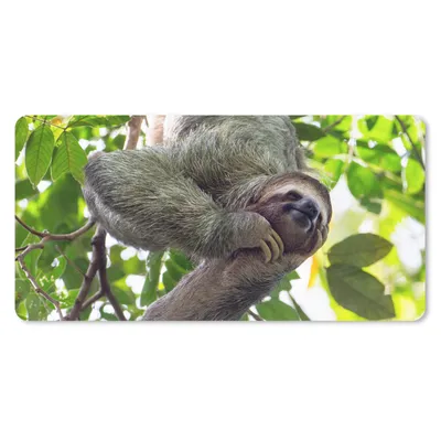 Produktbild von MuchoWow® Schreibtischunterlage Ein lachendes Faultier hängt in den grünen Bäumen 80x40 cm - XXL Mauspad - Gaming Mauspad
