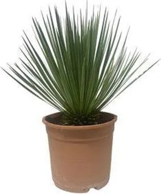 Zdjęcie produktu dla Yucca rostrata - palma lisciasta, roslina doniczkowa, 60cm, srednica 24cm
