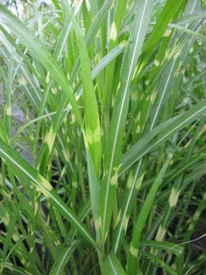Produktbild von Miscanthus sinensis Circus - Garten-Chinaschilf Circus