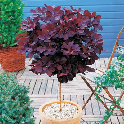 Produktbild von Bakker.com - Perückenstrauch Cotinus 'Royal Purple', Der topf / 3L / stamm 60cm / Lieferhöhe ca. 75cm