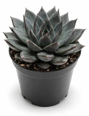 Productafbeelding van JUNAVERA Echeveria affinis donkere vetplant | 5,5 cm pot | 8 cm hoog, AI-gegenereerde afbeelding