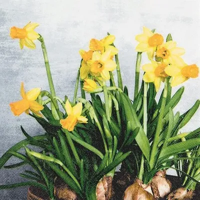 Produktbild von 20 Servietten Narcissus - Frische Narzissen 33x33cm