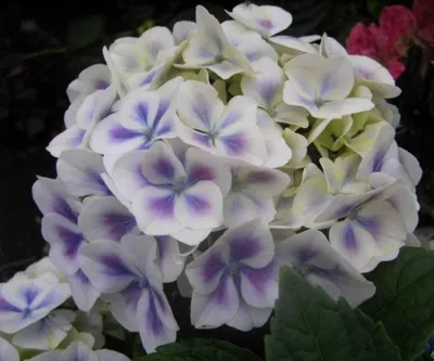 Produktbild von Bauernhortensie Bavaria - Ballhortensie - Hydrangea macrophylla Bavaria