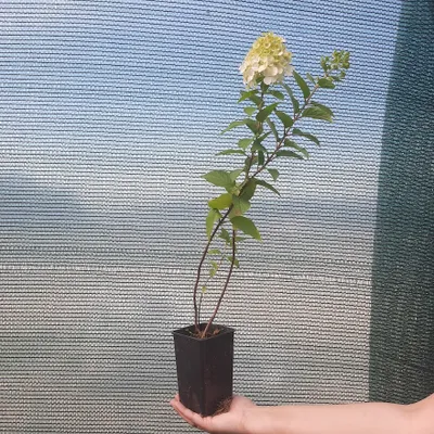 Produktbild von Bouquet Hortensie Polar Bear 2L