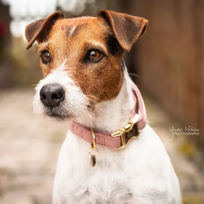 Produktbild von Kentucky Dogwear Hundehalsband Velvet Halsband Old Rose S