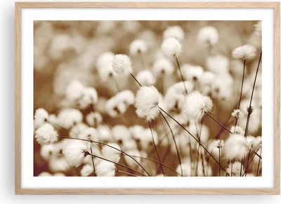 Produktbild von Gerahmtes Poster - Rahmen in heller Eiche - Baumwolle Boho Wollig - 70x50 cm - Wand Bild - Wanddeko - Wandbilder - Kunstposter - Wandposter - Bilderrahmen - Bilder - Kunstdruck - P2NAA70x50-4850