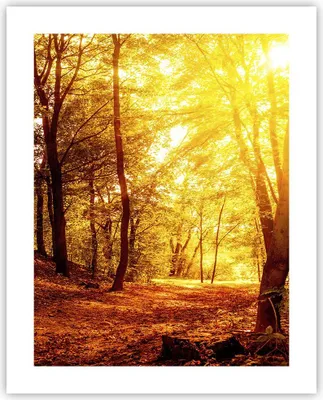 Produktbild von Poster - Poster ohne Rahmen - Wald Baum Natur - 40x50 cm - Wand Bild - Wanddeko - Wandbilder - Kunstposter - Wandposter - Bilder - Kunstdruck - Wanddekoration - Wandbild - P2XPA40x50-3722