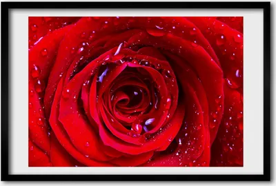 Produktbild von Bild 60x40 MDF-Rahmen, Wandkunst Rose
