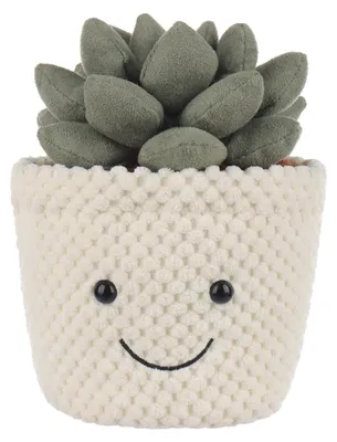 Obrázek produktu pro Echeveria Pluche, rostlina vhodná pro děti, výška 20 cm