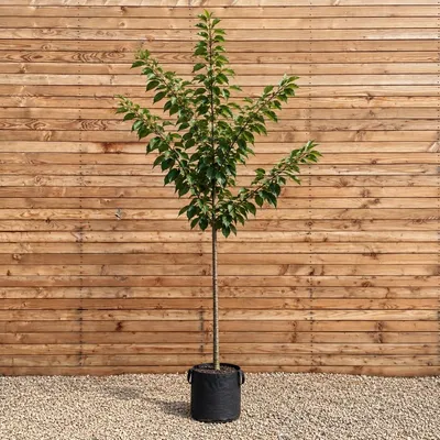 Produktbild von Japanische Blütenkirsche Shirofugen 200-250 cm, Stammumfang 8-10 cm - Prunus serrulata Hochstamm