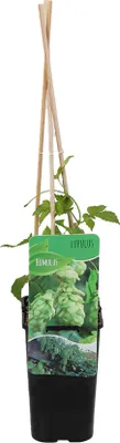 Produktbild von Bloomique - Humulus Lupulus - Hopfenpflanze - geeignet zum Bierbrauen - Kletterpflanzen - Gartenpflanzen - winterhart - Topf 15 cm - 70-80 cm hoch