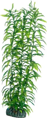 Produktbild von Hobby Heteranthera - 34 cm - künstliche Aquariumpflanze