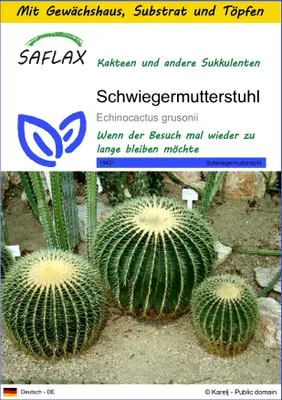 Produktbild von SAFLAX Anzucht Set - Schwiegermutterstuhl - Echinocactus grusonii - 40 Samen - Mit Mini-Gewächshaus, Anzuchtsubstrat und 2 Töpfen
