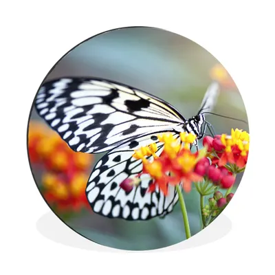 Produktbild von MuchoWow® Aluminium Wandkreis Schmetterling - Blume - Tiere Ø 60 cm Wanddeko Modern Wohnzimmer - Wand Kreis - Wandbild - Schlafzimmer - Aluminium Bild - Kinderzimmer - Wohnzimmer Dekoration - Wandschmuck