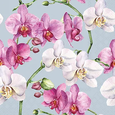 Produktbild von A Servietten Cocktail 25x25cm 3-Lagig 20 Servietten Orchideen blau Napkin 25 Elegant orchids blue