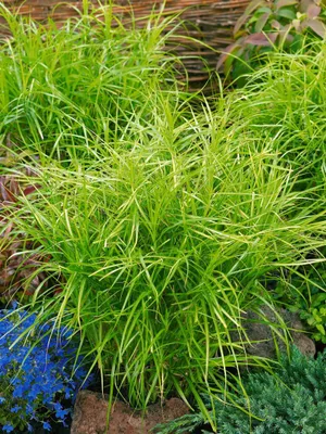 Produktbild von Carex muskingumensis 'Silberstreif', Segge, grün-weiß, ca. 9x9 cm Topf