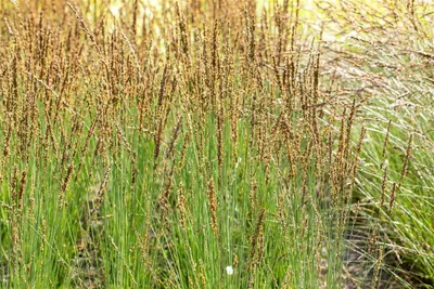 Produktbild von Molinia caerulea 'Moorhexe', Moorgras, 2 Liter Container