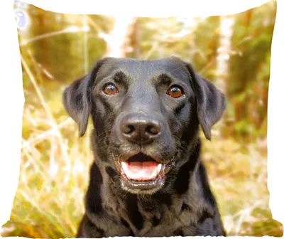 Produktbild von MuchoWow® Zierkissen Sofakissen Wohnzimmer Dekokissen 60x60 cm Glücklicher schwarzer Hund - Sitzfläche - Foto Polster