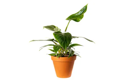 Obrázek produktu pro Gardners Philodendron White Princess, průměr 12 cm