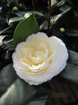 Produktbild von Japanische Kamelie Alba Plena - Camellia japonica alba plena
